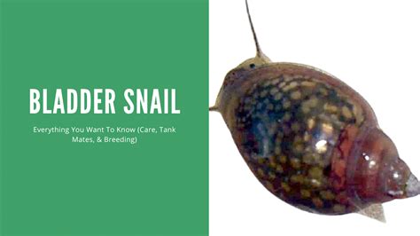 A Comprehensive Guide To Bladder Snail Care (Diet, Breeding & and More) - AquariumStoreDepot