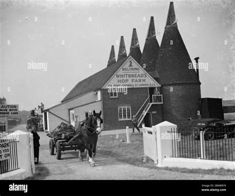 Whitbread ' s hop farm in Belting , Kent . The kilns where the hops are dried . 1938 Stock Photo ...