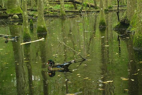 Wood Duck - Big Thicket National Preserve (U.S. National Park Service)