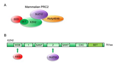 Role of EZH2 in cancer stem cells: from biological insight to a ...