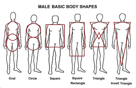 More male body shapes | Male body shapes, Body type drawing, Body shape drawing