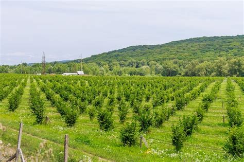 Premium Photo | Cultivations hazelnuts. field with hazelnut bushes. drip irrigation for planting ...