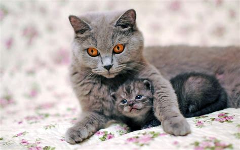 Wallpaper Gray cat mother with kitten 1920x1200 HD Picture, Image