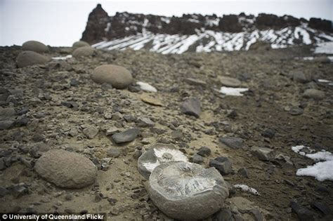 Huge trove of dinosaur fossils found in Antarctica | Daily Mail Online