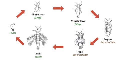 Biology and Management of Thrips Affecting the Production Nursery and ...