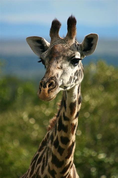 Giraffe, Masai Mara, Kenya, Africa.🈚️More Pins Like This At ...