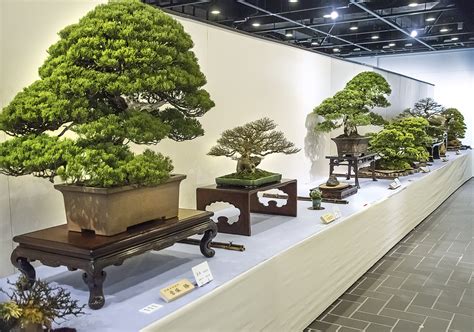 35 thế cây cảnh bonsai thu hút các nghệ nhân nhất hiện nay - Chậu Cây Cảnh