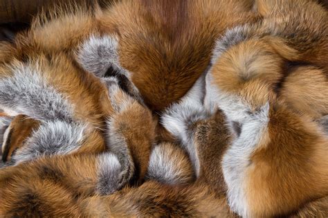 European Red Fox Fur Blanket basic style | Paustian Furs