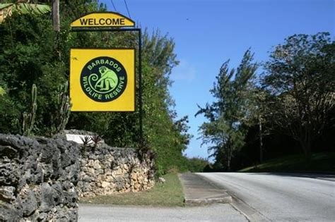 Barbados Wildlife Reserve | activities for children