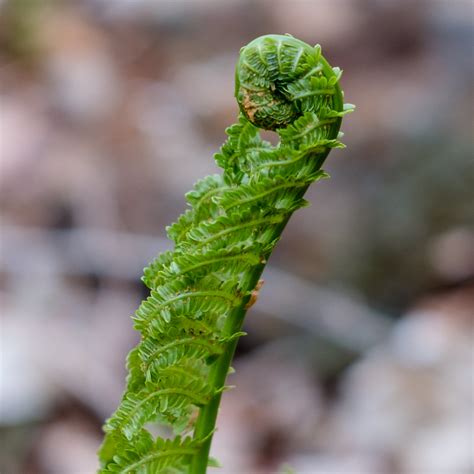 Fiddlehead Fern, Chester Creek, Duluth | Sharon Mollerus | Flickr