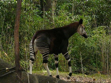 Okapia johnstoni / Okapi in Bronx zoo