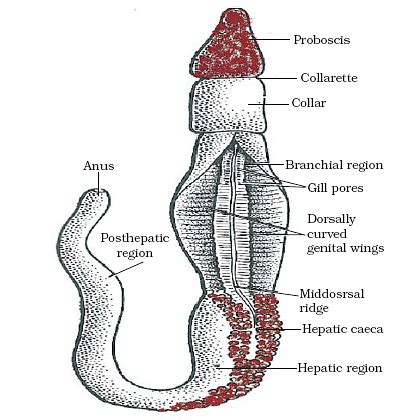 Phylum Protochordata: Characteristics & Classifications