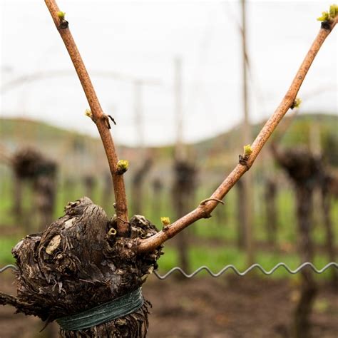 The Importance of Pruning Your Home Vineyard - Musto Wine Grape Company, LLC. - BlogMusto Wine ...