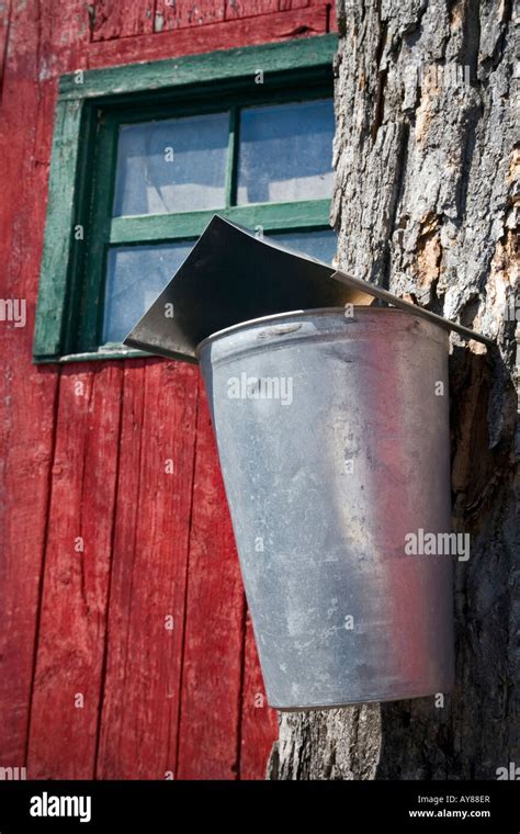 Maple syrup production Stock Photo - Alamy