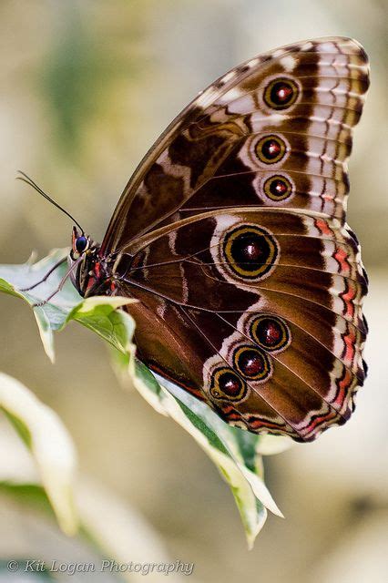 Blue Morpho wings up | Butterflies | Pinterest | Wings, Blue and ...