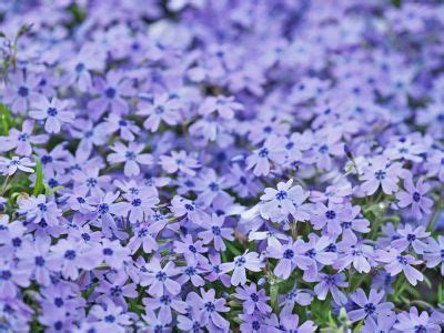 Creeping Plants In Full Sun: Groundcover Plants For Sunny Locations