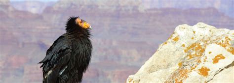 California condor regains habitat despite genetic depression | IDT