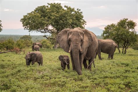 Female African elephant with her calf in herd at sunset – TERRI BUTLER PHOTOGRAPHY