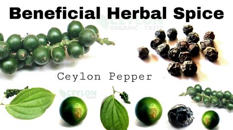 Pepper Benefits - Herbal Spice with many medicinal properties - Ceylon Organic Taste