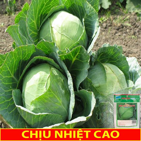 Hạt Giống Bắp Cải Xanh 0,3Gr ⋆ Vườn Babylon