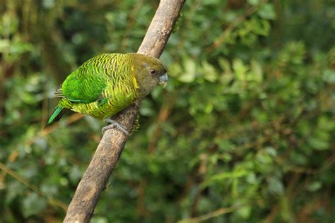 Simon Boyes: PAPUA NEW GUINEA - More birds