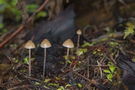 Psilocybe pelliculosa: The Ultimate Mushroom Guide