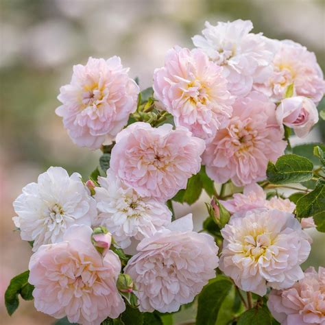 Elizabeth | English Shrub Rose | David Austin Roses