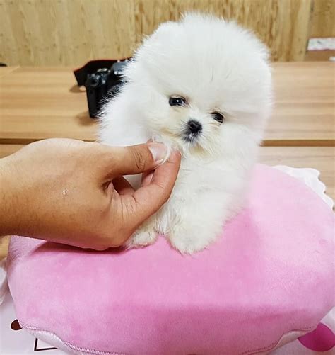 45+ Cute Teacup Puppies For Sale Sydney Nsw Picture - Codepromos