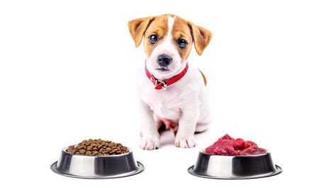 Best dog food for puppies to flourish and thrive as they grow