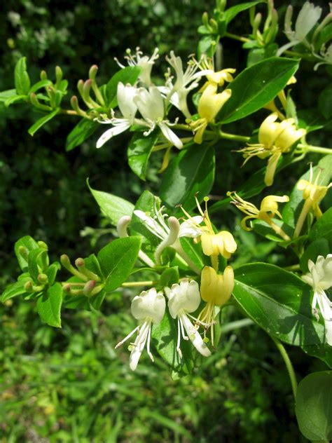 Lonicera japonica - UF/IFAS Assessment - University of Florida ...