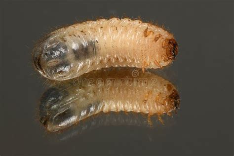 Larva of a may beetle stock photo. Image of nature, macro - 147154344