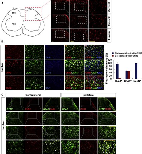 Channelrhodopsin 2-Katushka 1.3 Expression in the Rat Spinal Cord after ...