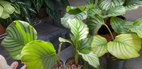 Calathea Orbifolia Quick Care: Brown Leaf Edges & Propagation