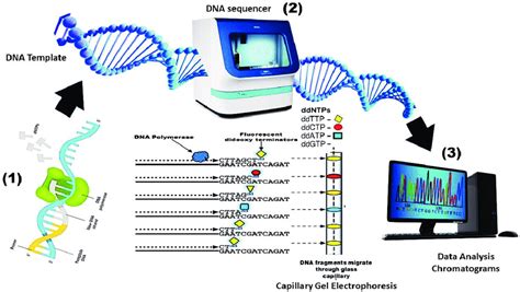 Sequencing Dna