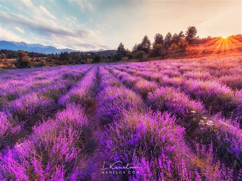 Lavender Field landscape, Nature landscape by Luke Kanelov | Night landscape photography, Sunset ...