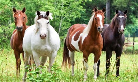 The Horses of the Royal Household under the Three Edwards | Warhorse