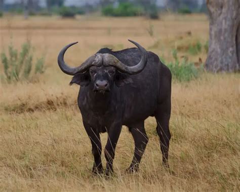 African Buffalo - Facts, Diet, Habitat & Pictures on Animalia.bio