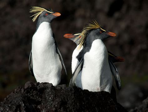 These Rockhopper penguins were photographed at Tristan da Cunha during our Atlantic Odyssey ...