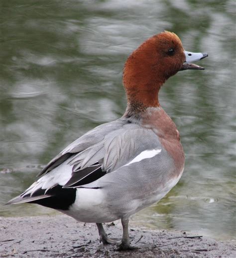 Waterfowl pond - Eurasian wigeon male - ZooChat