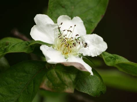 What's a Medlar? Learn All About this Fascinating Medieval Fruit ...