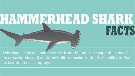 Hammerhead Shark Facts