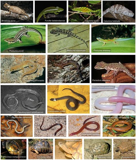 The 22 Critically Endangered species of Malagasy reptiles ...