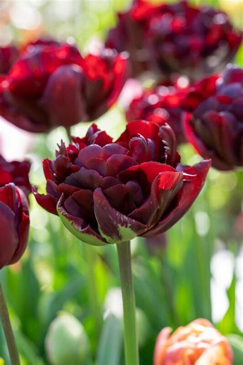 Tulipa Double Late 'Palmyra' Tulip from ADR Bulbs