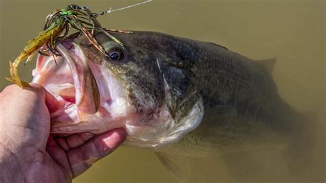 Largemouth Bass | A Comprehensive Species Guide - Wired2Fish