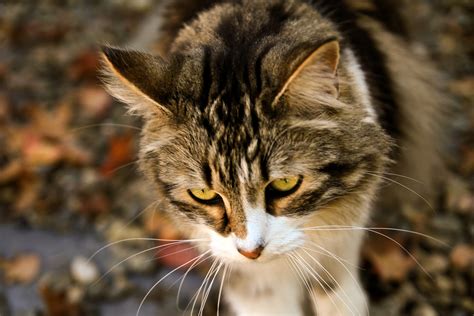 Cat Hunting Free Stock Photo - Public Domain Pictures