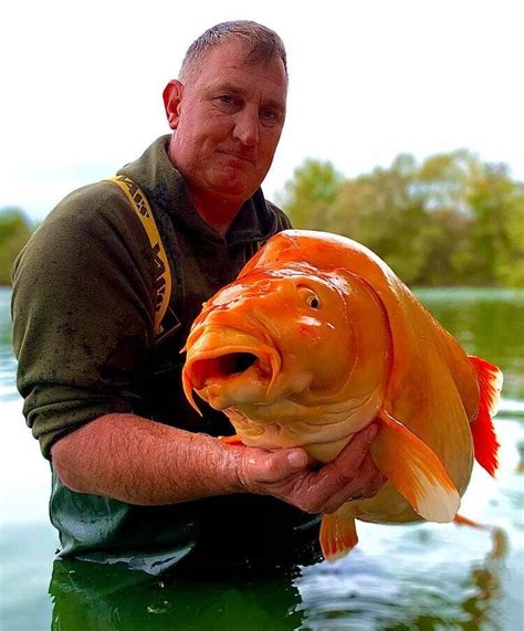 Monstrous 67-Pound Goldfish Caught By Fisherman In France