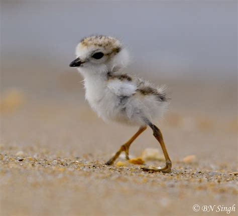 Pin on Piping Plovers