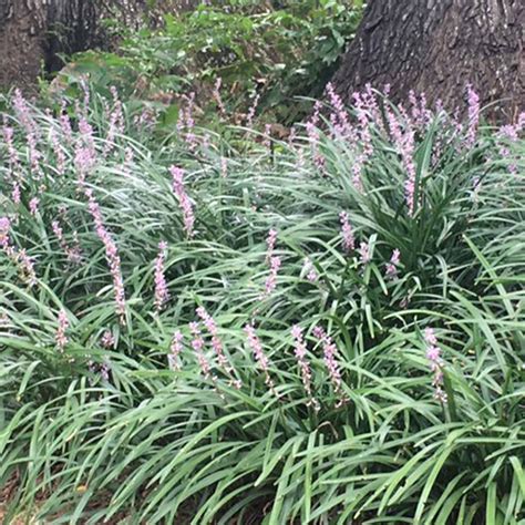 Liriope 'Monkey Grass' Regular Multiple Full Plants | Etsy