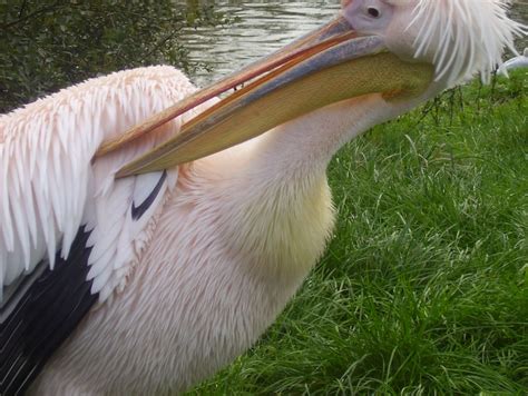 Blackpool Zoo, Blackpool | cityseeker