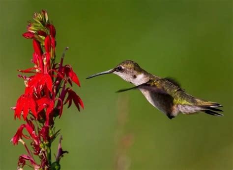 14 Birds That Hover (With Photos, ID & Info!)